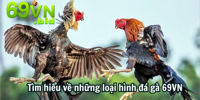 Tìm hiểu về những loại hình đá gà 69VN